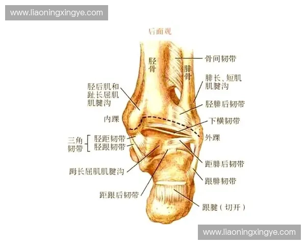 脚踝旋转动作解析与运动损伤预防技巧全面指南